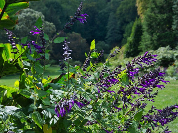 Salvia Amistad