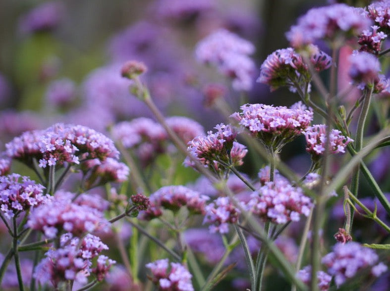 Verbena Bonariensis ‘Lollipop’