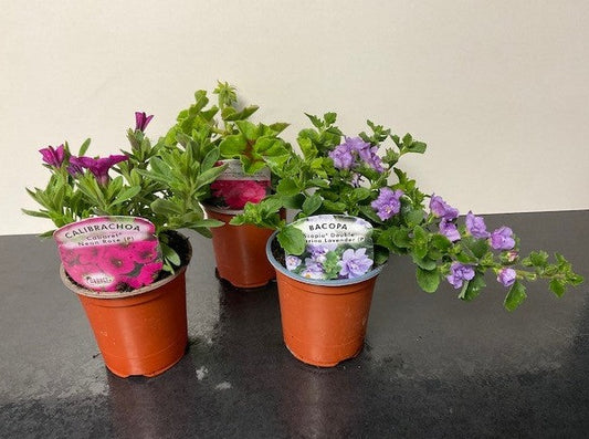 Seasonal Pot Bedding Plants