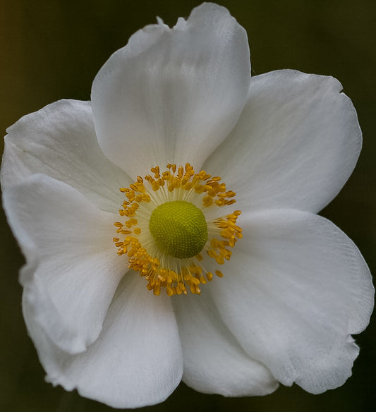 Anemone 'Honorine Jobert'