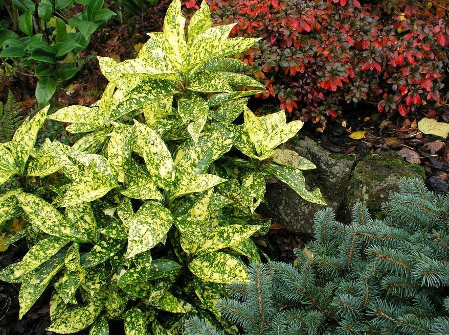 Aucuba Japonica 'Marmorata'