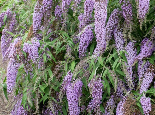 Buddleia- 'Westeria Lane'