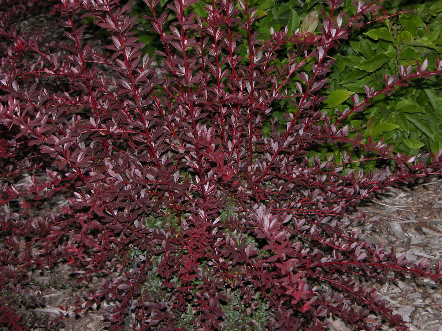 Berberis Thunbergii ‘Red Chief’