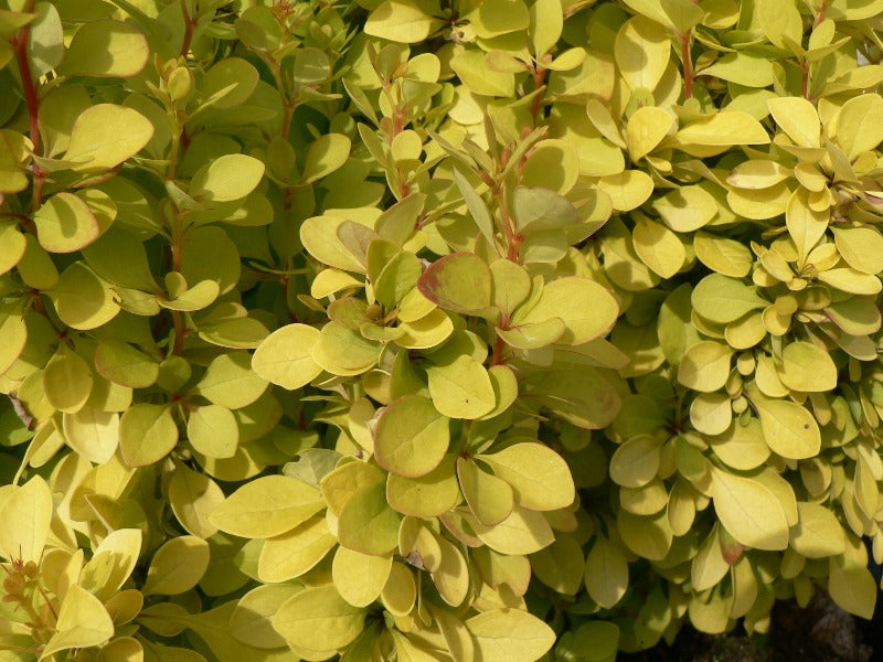 Berberis Thunbergii 'Golden Rocket'