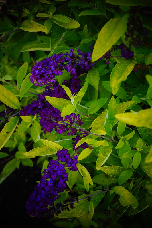 Buddleia-Poquito 'Little Nugget'