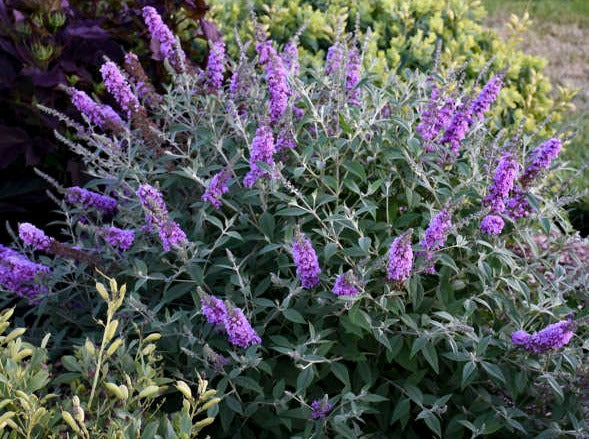 Buddleia-Poquito 'Lavender Cupcake'