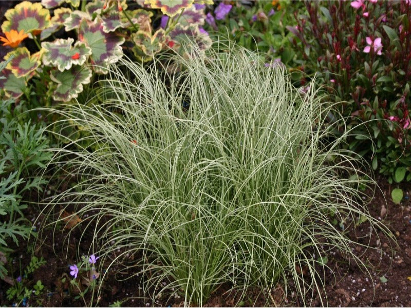 Carex Comans ‘Frosted Curls’