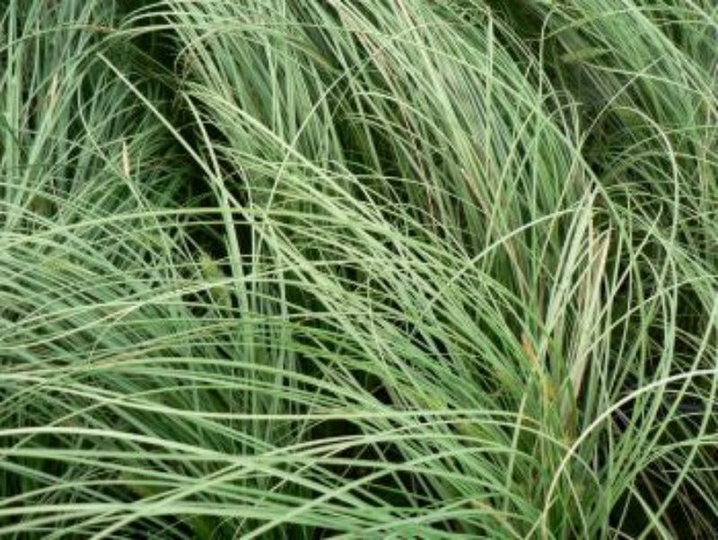 Carex Comans ‘Frosted Curls’