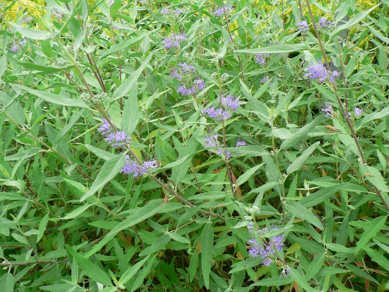 Caryopteris 'Kew Blue'