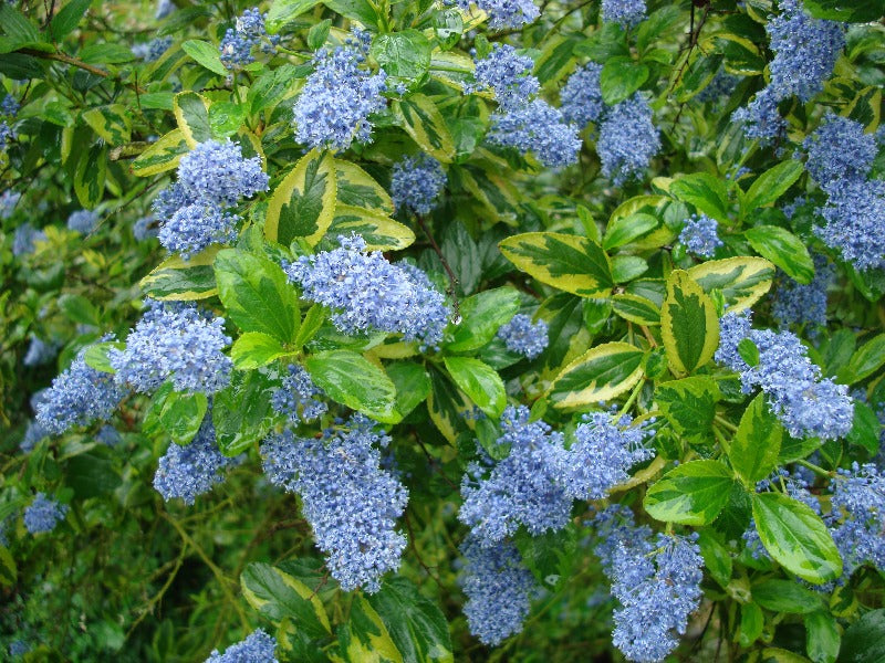 Ceanothus ‘El Dorado’