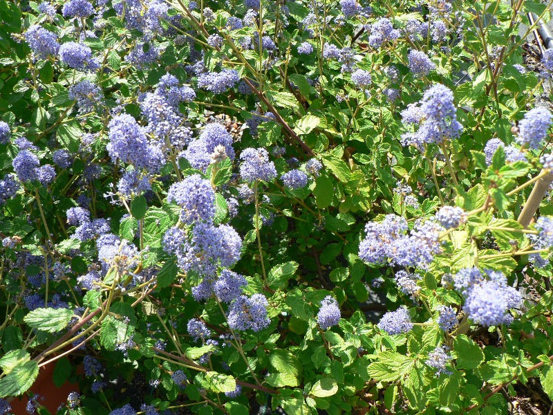 Ceanothus ‘Burkwoodii’