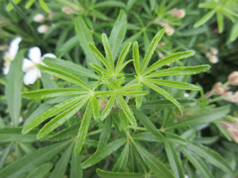 Choisya 'White Dazzler'