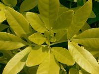 Choisya Ternata