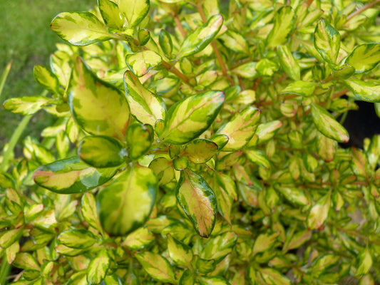 Coprosma 'Lemon & Lime'