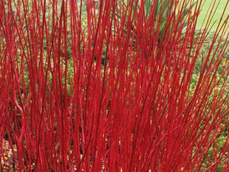 Cornus Alba ‘Sibirica’