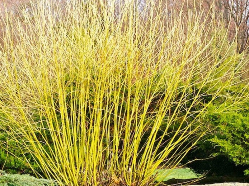 Cornus Stolonifera ‘Flaviramea’
