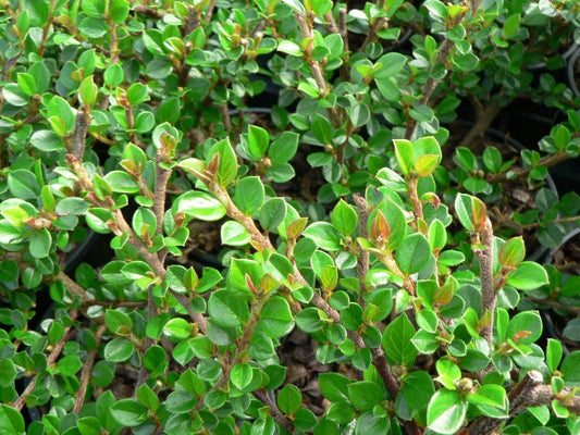 Cotoneaster Horizontalis