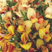 Cytisus ‘Apricot Gem’
