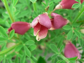 Cytisus ‘Boskop Ruby’