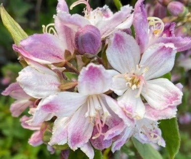 Deutzia 'Raspberry Sundae'