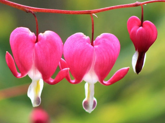 Dicentra Spectabilis 'Bleeding Heart'