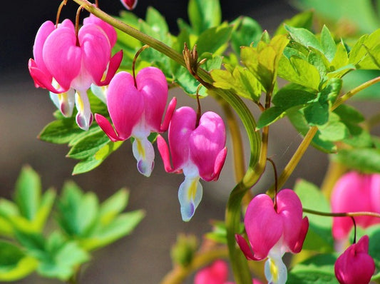 Dicentra Spectabilis 'Bleeding Heart'