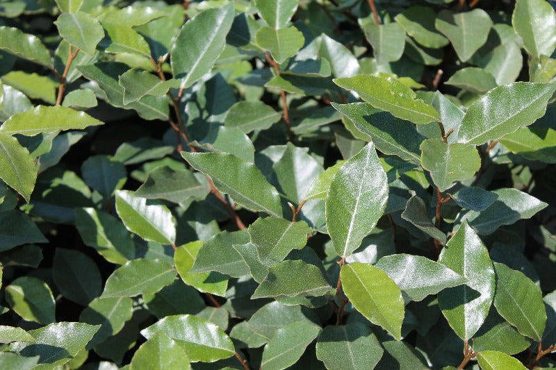 Elaeagnus x ebbingei ‘Compacta’