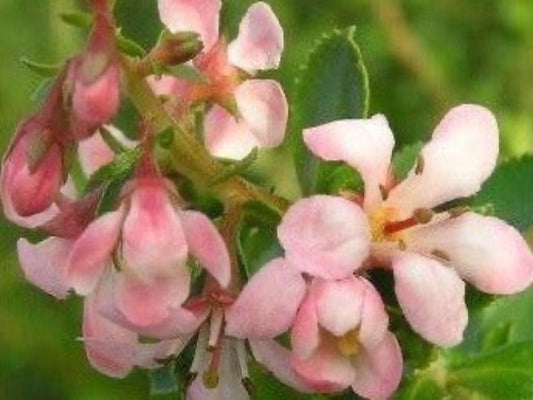 Escallonia ‘Donard Seedling’