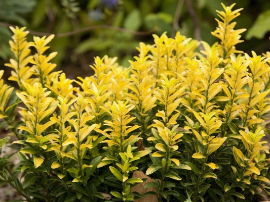Euonymus 'Happiness'