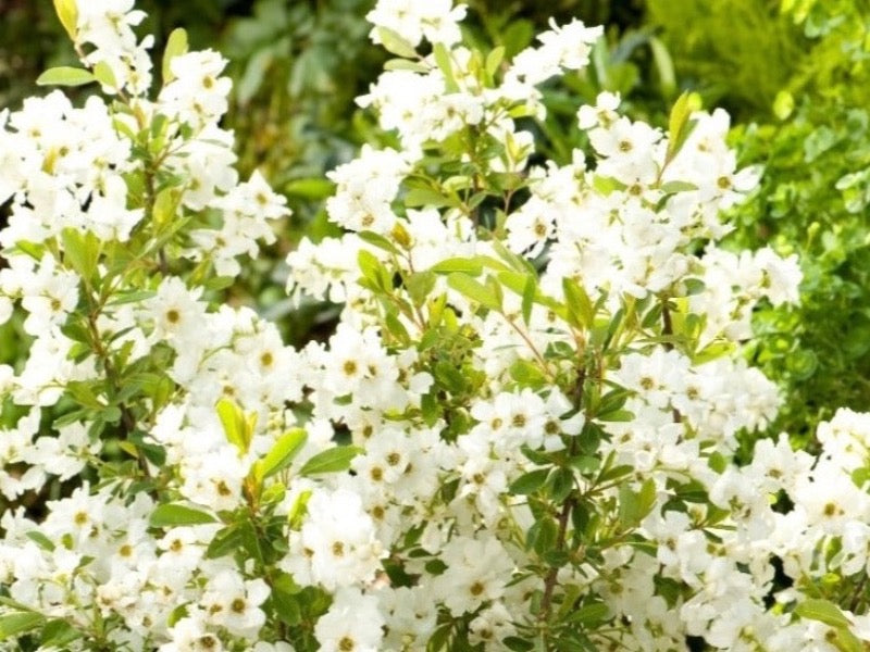 Exochorda Racemosa ‘Niagara’