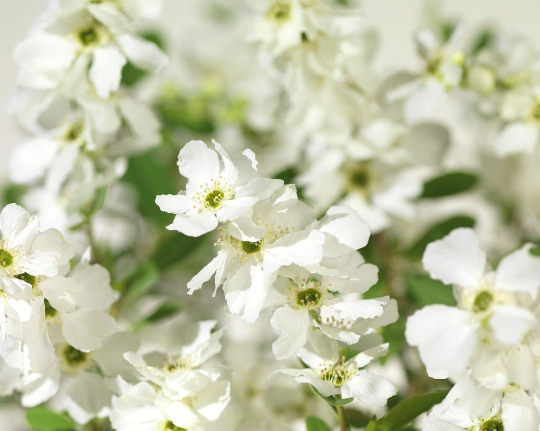 Exochorda Racemosa ‘Niagara’
