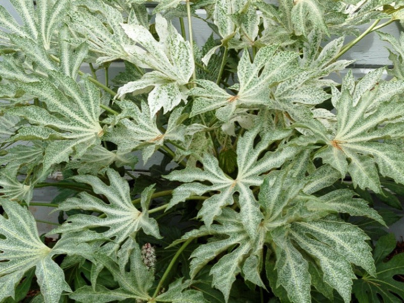 Fatsia Japonica ‘Spider's Web’