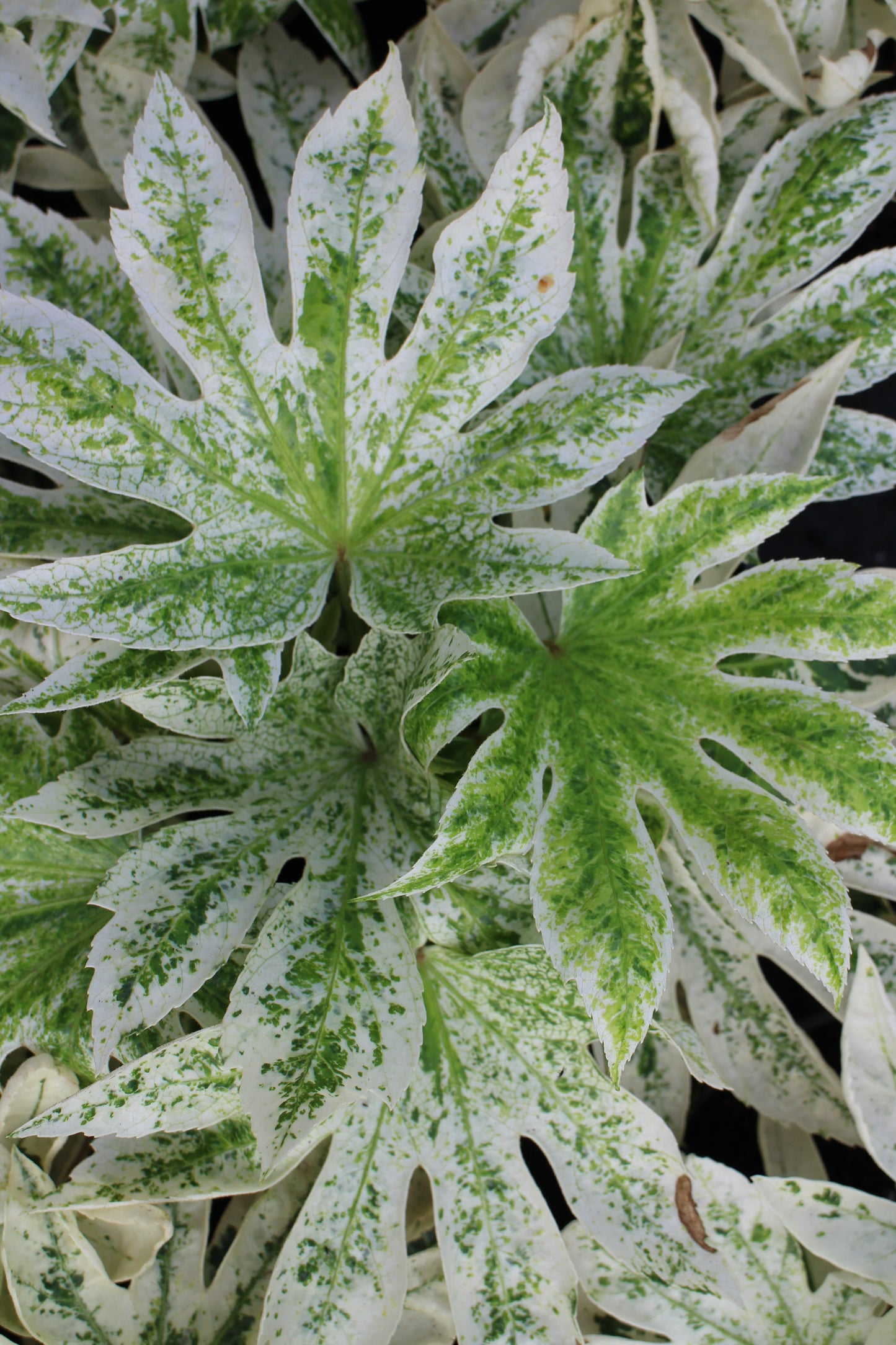 Fatsia Japonica ‘Spider's Web’