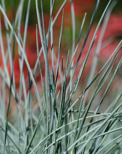 Festuca Glauca ‘Intense Blue’