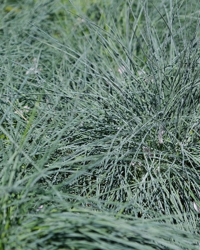 Festuca Glauca ‘Intense Blue’