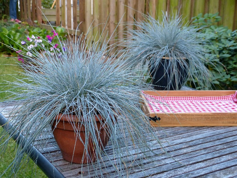 Festuca Glauca ‘Intense Blue’