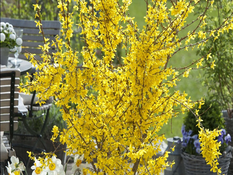 Forsythia x Intermedia ‘Lynwood Variety’