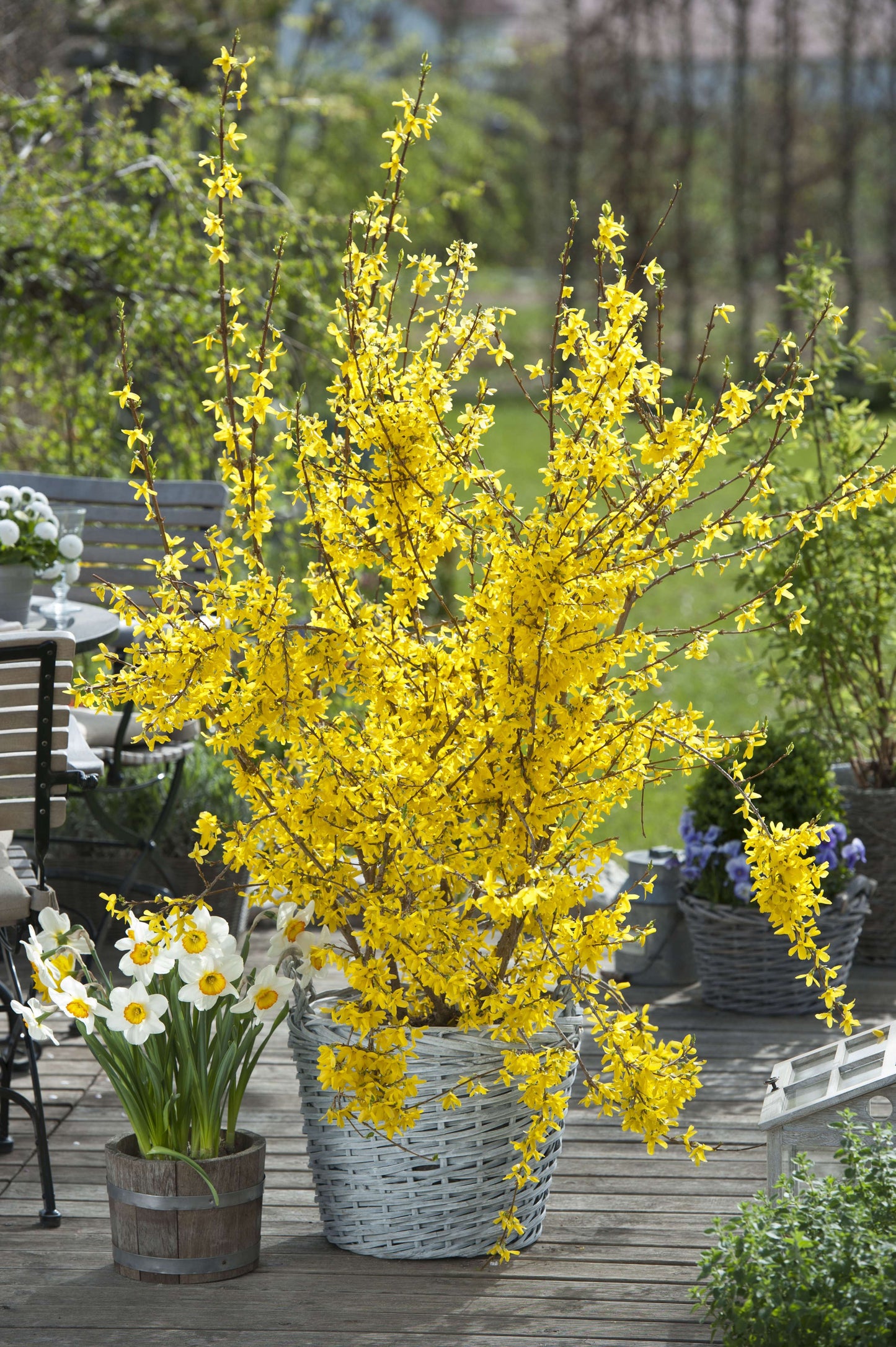 Forsythia x Intermedia ‘Lynwood Variety’