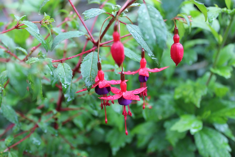 Fuchsia Hardy 'Riccartonii'