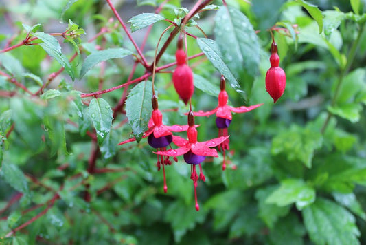 Fuchsia Hardy 'Riccartonii'