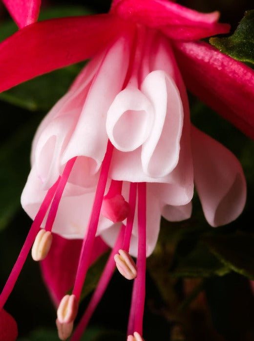 Fuchsia Hardy 'Lady Thumb'