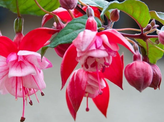 Fuchsia 'Prosperity'