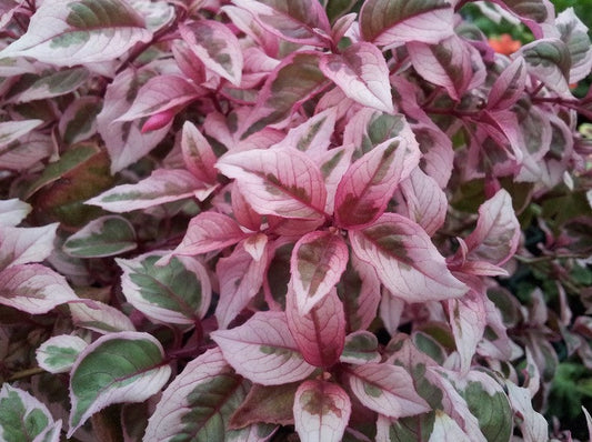 Fuchsia Hardy 'Sunray'