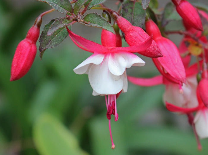 Fuchsia 'Alice Hoffman'