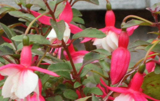 Fuchsia 'Alice Hoffman'