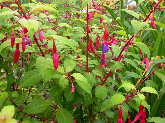Fuchsia Hardy 'Genii'