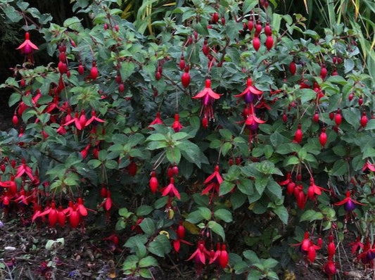 Fuchsia 'Mrs Popple'