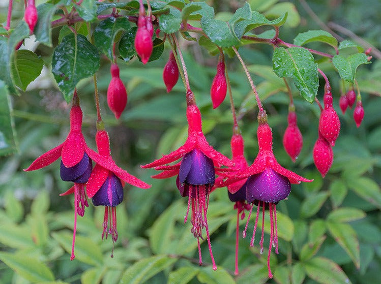 Fuchsia 'Tom Thumb'