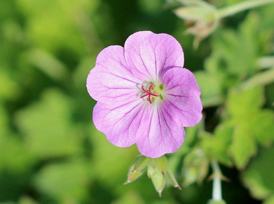 Geranium 'Mavis Simpson'