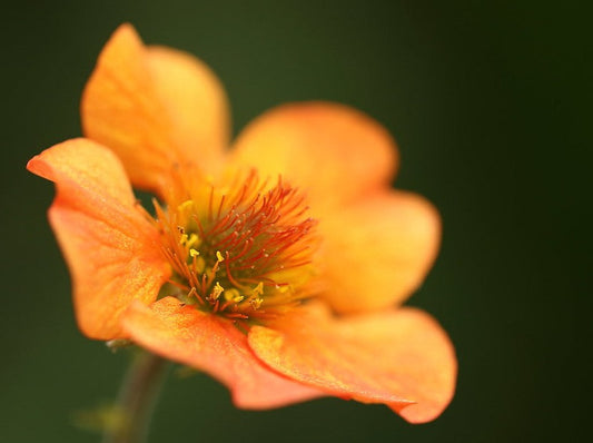 Guem 'Totally Tangerine'